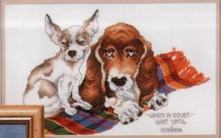 Basset and chihuahua