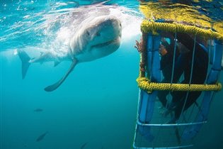 Погружение к акулам для истинных любителей природы