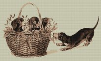 Dachshunds in the basket