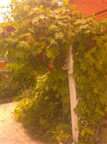 этот виноград перед входом в дом у перголы высажен