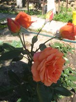 розы от Helen_sun - eura (Beautiful)