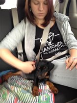 Дорога в новый дом