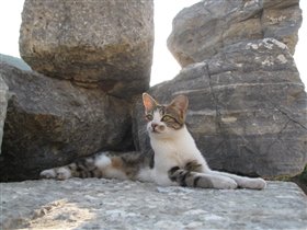 Боевой котик из Древнего Эфеса :)