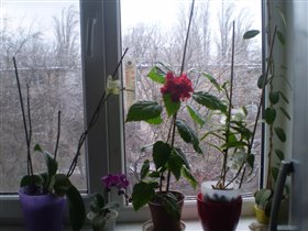 цветы в январе