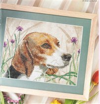 Портрет бигля