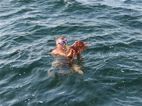 Осьминог не пострадал-после дефиле был отпущен дом