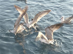 Чайки конкурируют за хлеб с рыбами!