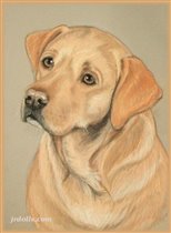 Палевый лабрадор (задумчивость)