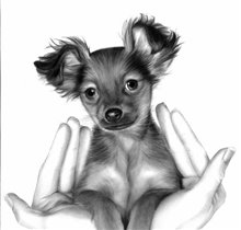 д/ш той-терьер в ладонях