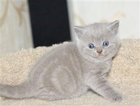 Grace Kelly - лиловая девочка