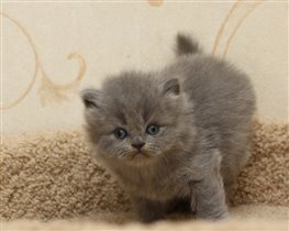 Gloria - длинношерстная девочка