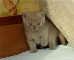 Gucci - даже возник вопрос какого цвета котенок