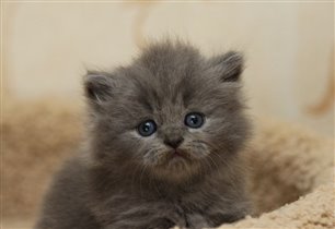 Gray Stone - длинношерстный мальчик