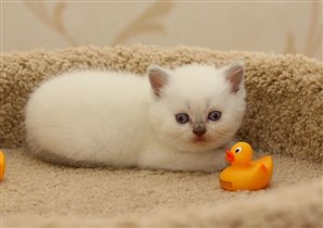 Gregory - редчайшего окраса лилак-поинт