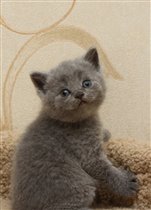 Grand - самый крупный и обстоятельный ребенок