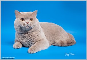 Папа котят редчайшего окраса фавн