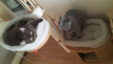 Денди и Фаберже живут вместе