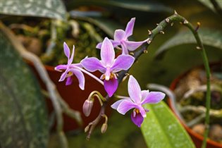 VI Зимний фестиваль орхидей «Тропическая зима»