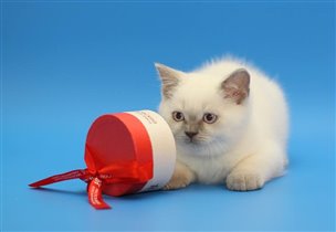 Gregory/. Продан Татьяне г. Москва