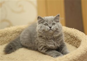 Grey Stone. Продан Вячеславу г. Одинцово