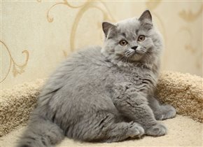 Gloria. Остается с нами.