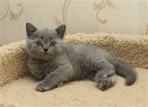 Grand. Продан Татьяне г. Москва