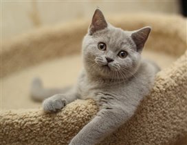 Grace Kelly - продается