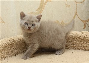 Gucci. Продан Галине г. Москва