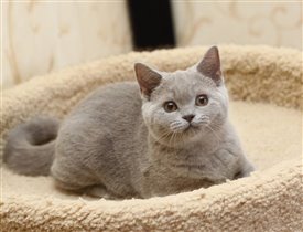 Grace Kelly 3 месяця