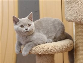 Продана Ольге г. Москва