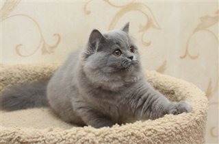 Gliria 3 месяца