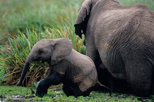 Цюрих – «родина слонов»