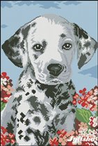 Далматин маленький