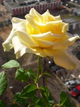 Роза Pearl Kordana