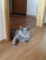 Дэнди 9 месяцев