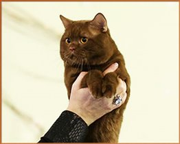 Папа котят Большой международный чемпион 