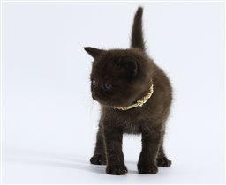 Fedor - самый крупный и ласковый малыш 