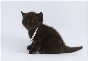 Faberge - лидер