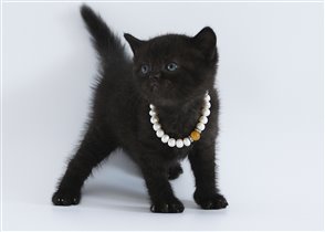 Fashion Baby - ,британская леди с завораживающим