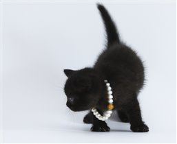 Черные кошки приносят счастье