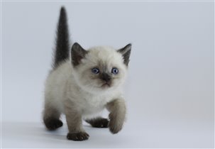 Fincher - игривый котенок редчайшего окраса