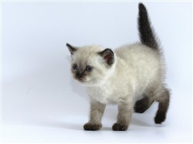 Зарезервирован Надеждой г. Москва