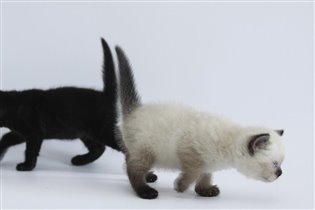 Черное и белое