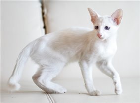 Белая балийская кошка Жасмин