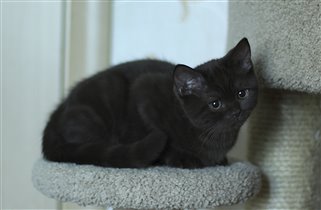 Фаберже уже подрос