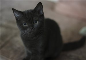 Все еще ищет любящую семью