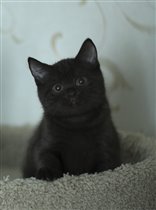 Толстячок Федор