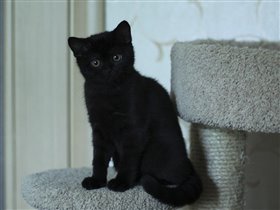 Ее большие желтые глаза на черной шерстке заворажи