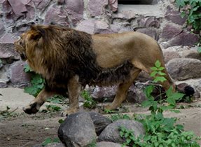 Новоселье в Московском зоопарке: у льва Макса появилась подруга