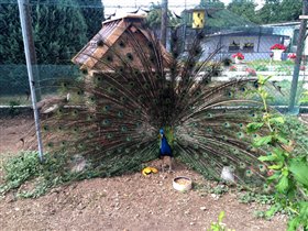 местный 'петух'))))